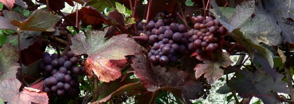 Bois des Moutiers  (26) Summer 2012